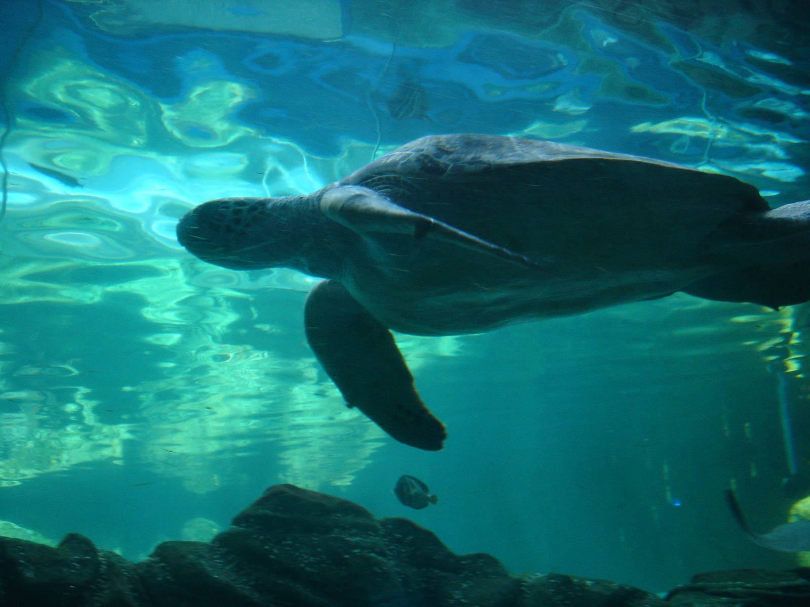 Bournemouth Oceanarium