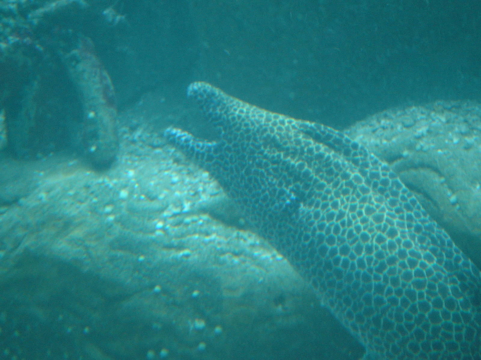 Bournemouth Oceanarium