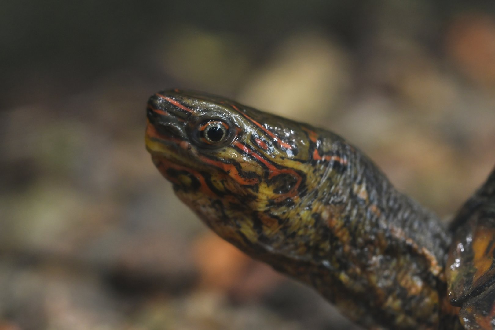 Bourret box turtle (Cora bourreti)