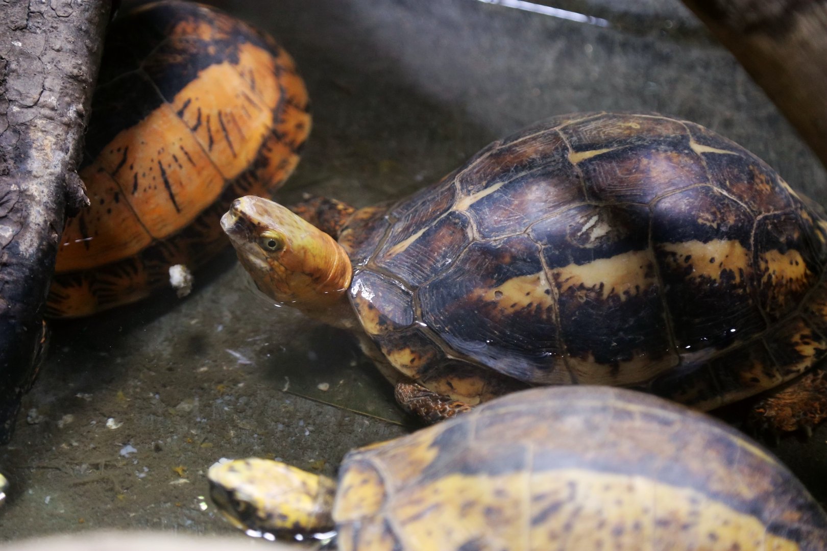Bourret’s Box Turtle (Cuora bourreti)