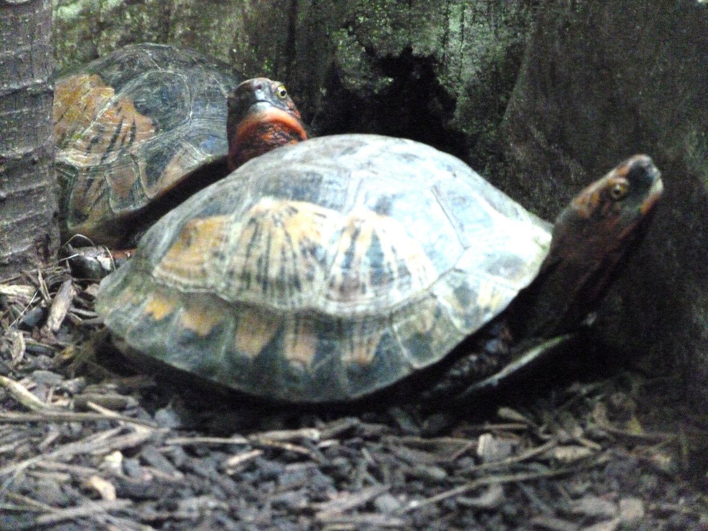 Bourret's box turtle -ZooParc de Beauval (2025)