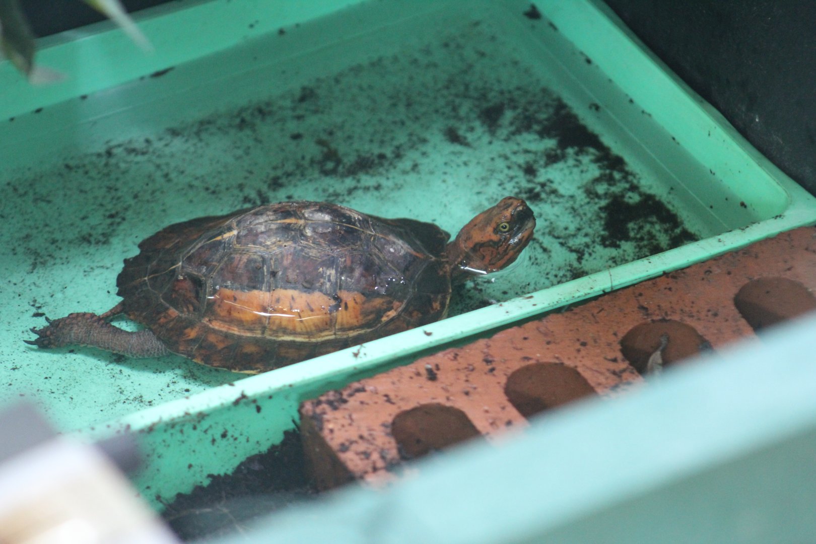 Bourret's Box Turtle