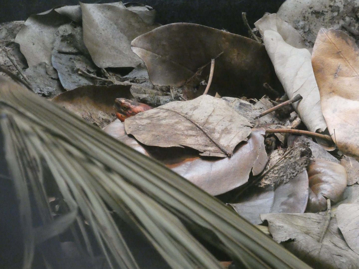 Bourret's box turtle