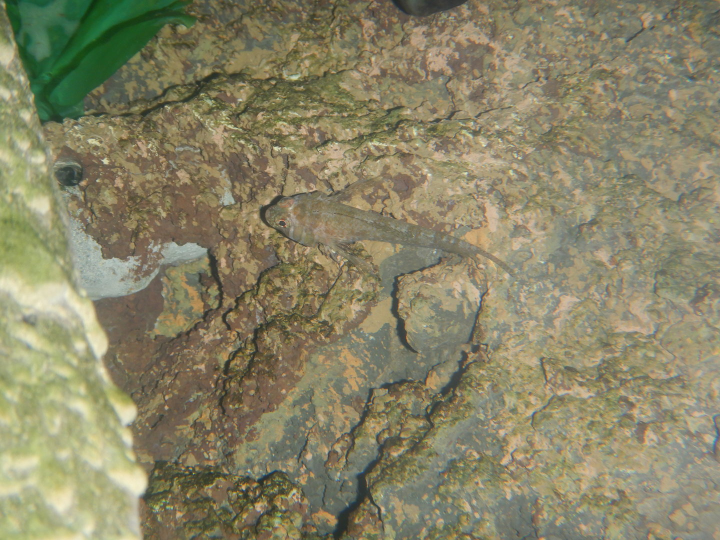 Bovichtus angustifrons