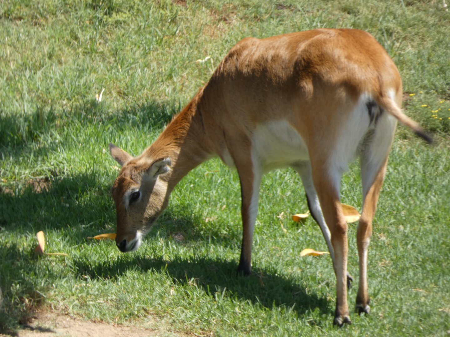 Bovid ID? - San Diego Zoo Safari Park
