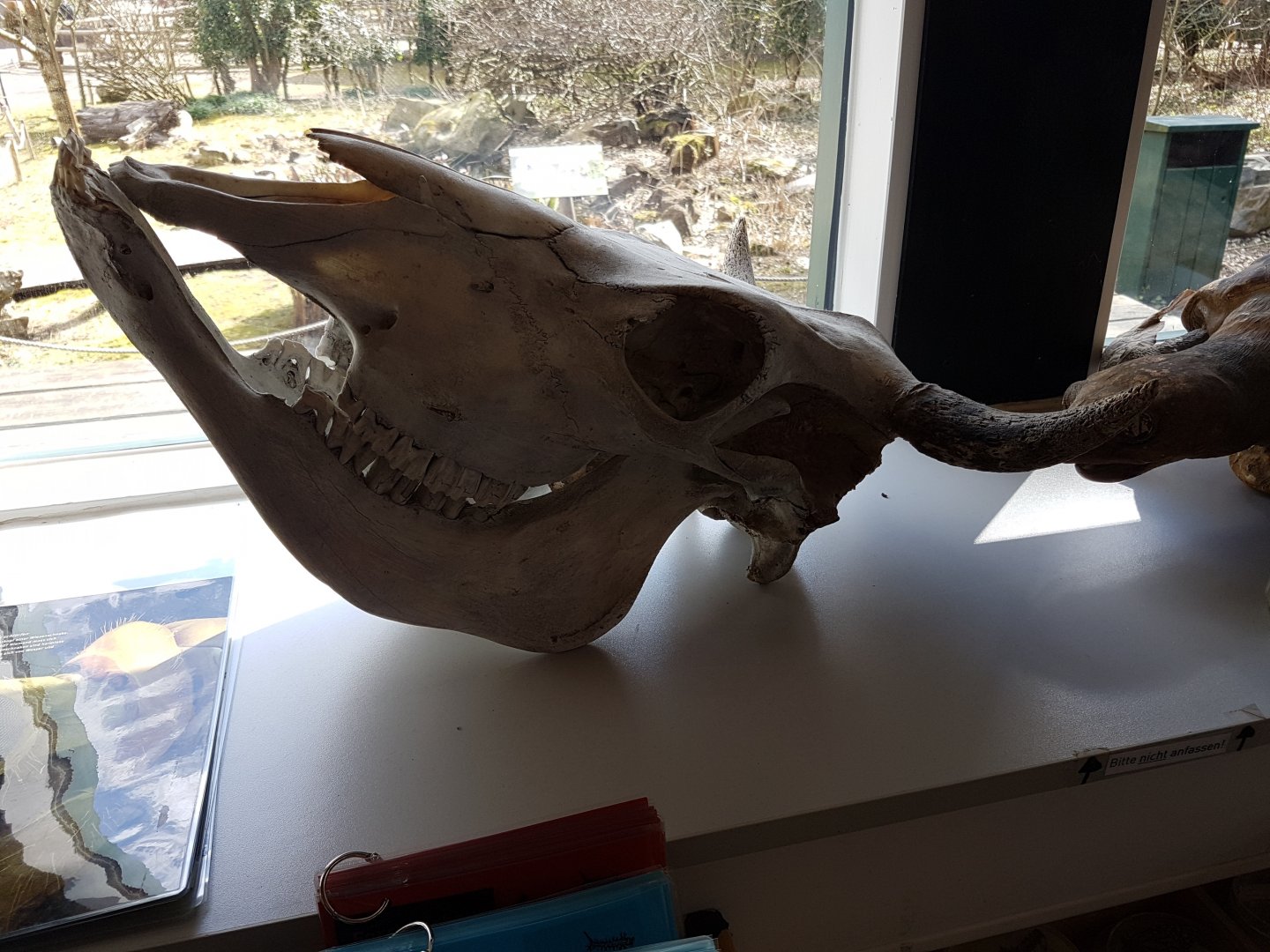 Bovid skull