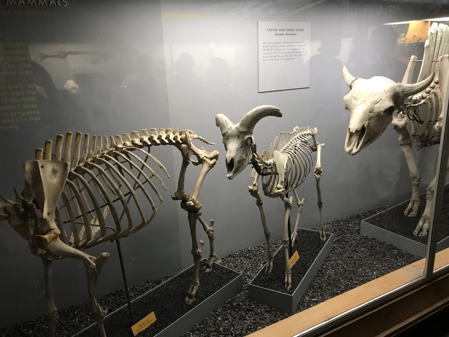 Bovidae Skeletons