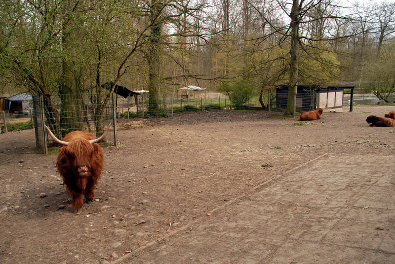 Bovine enclosure at Lübeck (now closed)