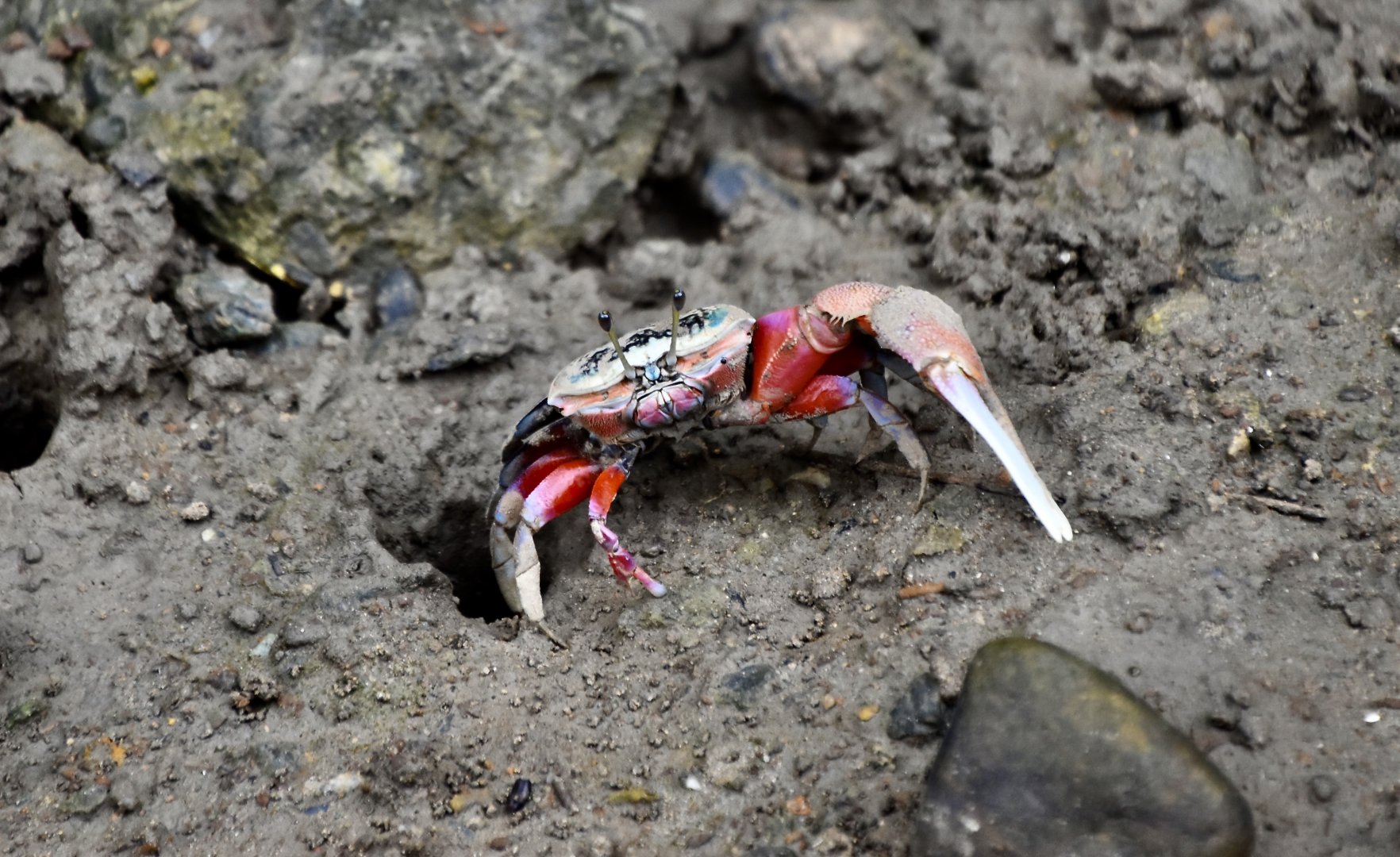 Bowed Fiddler Crab (Tubuca arcuata) male