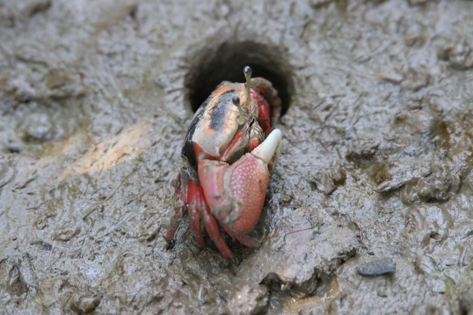 Bowed fiddler crab (Tubuca arcuata)