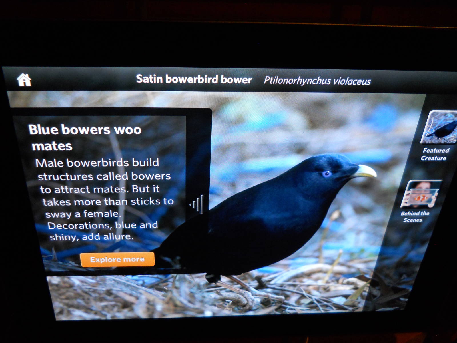 Bower bird bower interpretive graphic