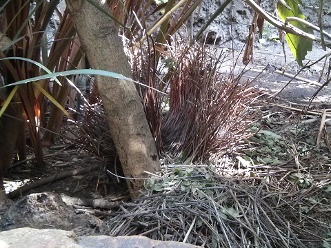 Bower - Fawn-breasted Bowerbird
