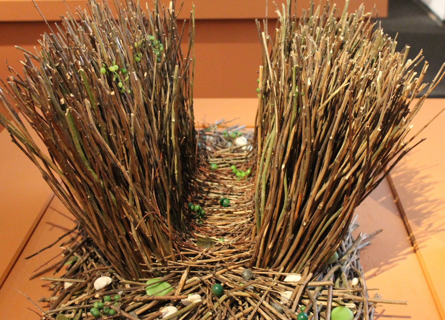 Bower Fawn-breasted bowerbird