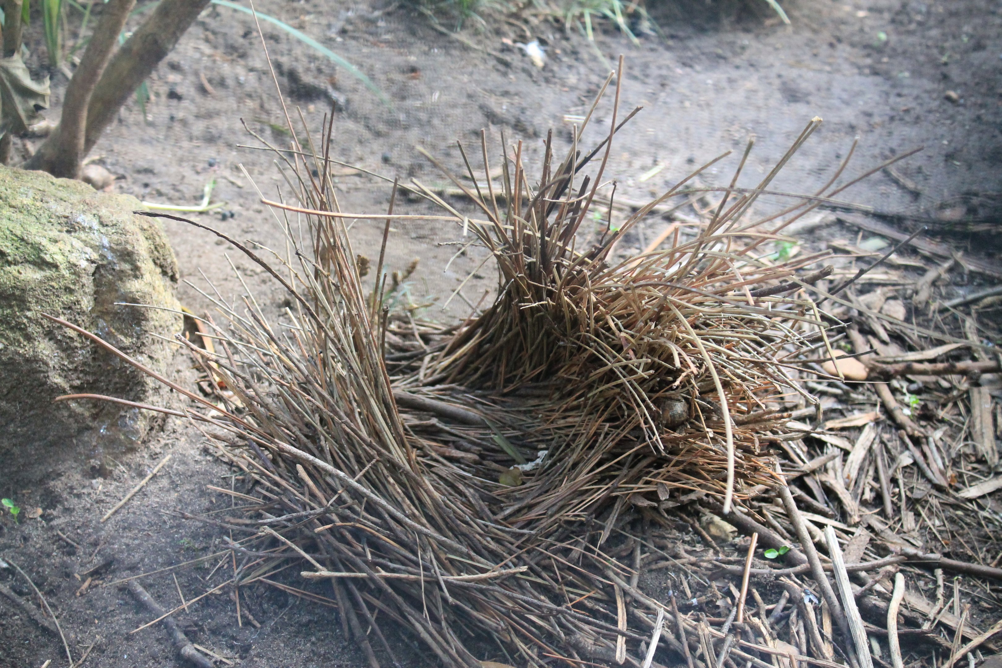 bower of Regent Bowerbird (Sericulus chrysocephalus)