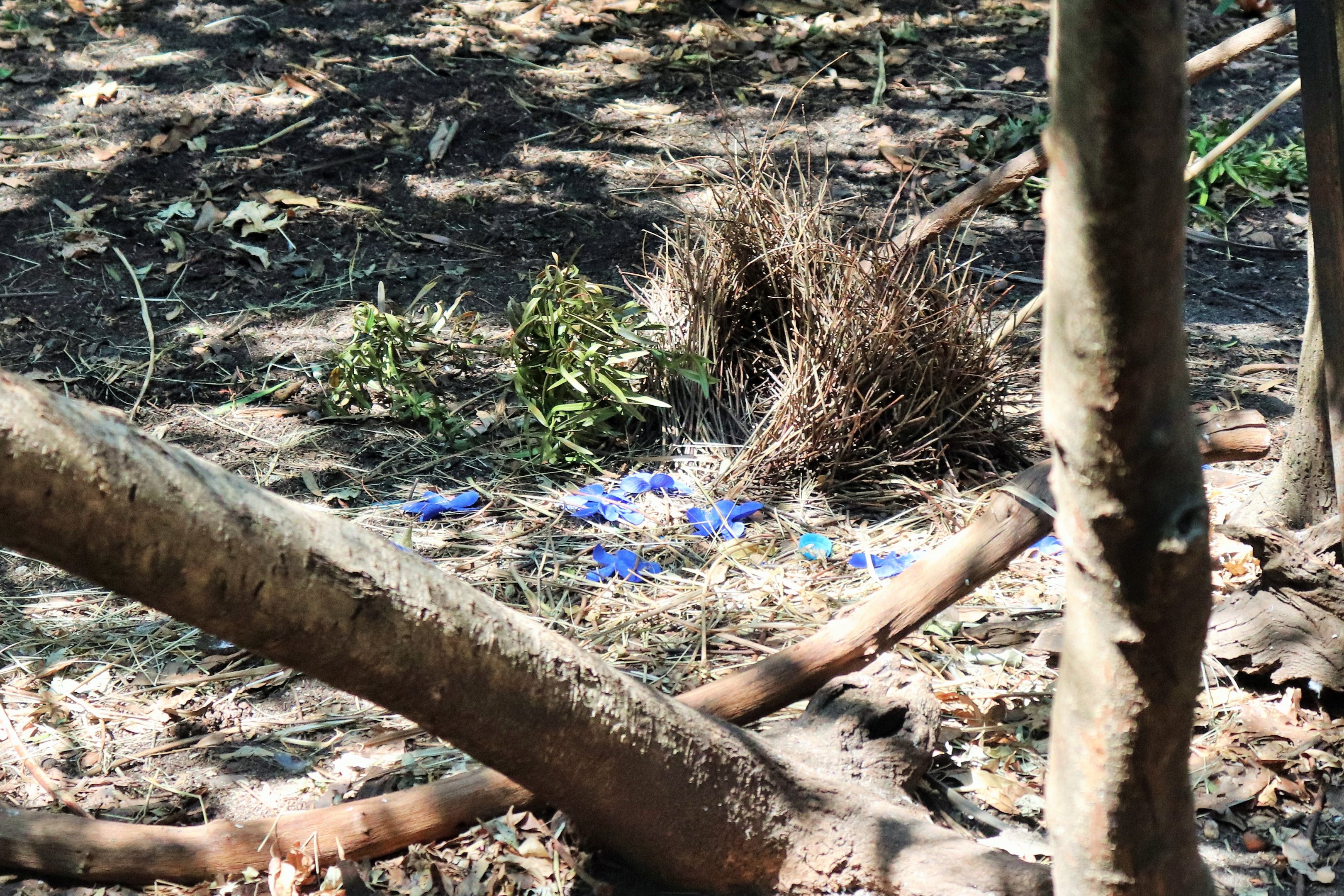 Bower of Satin Bowerbird