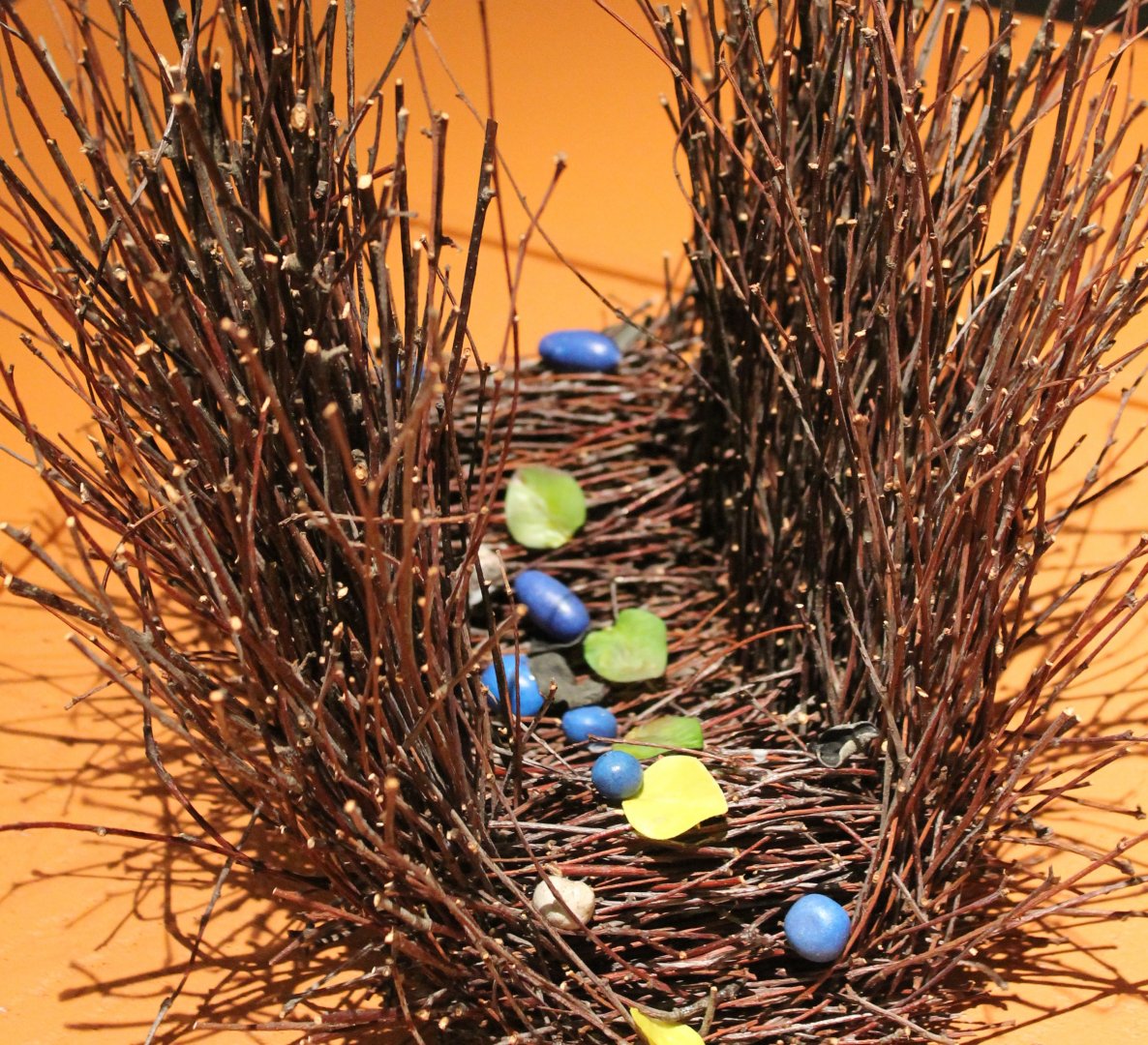 Bower of the Masked bowerbird