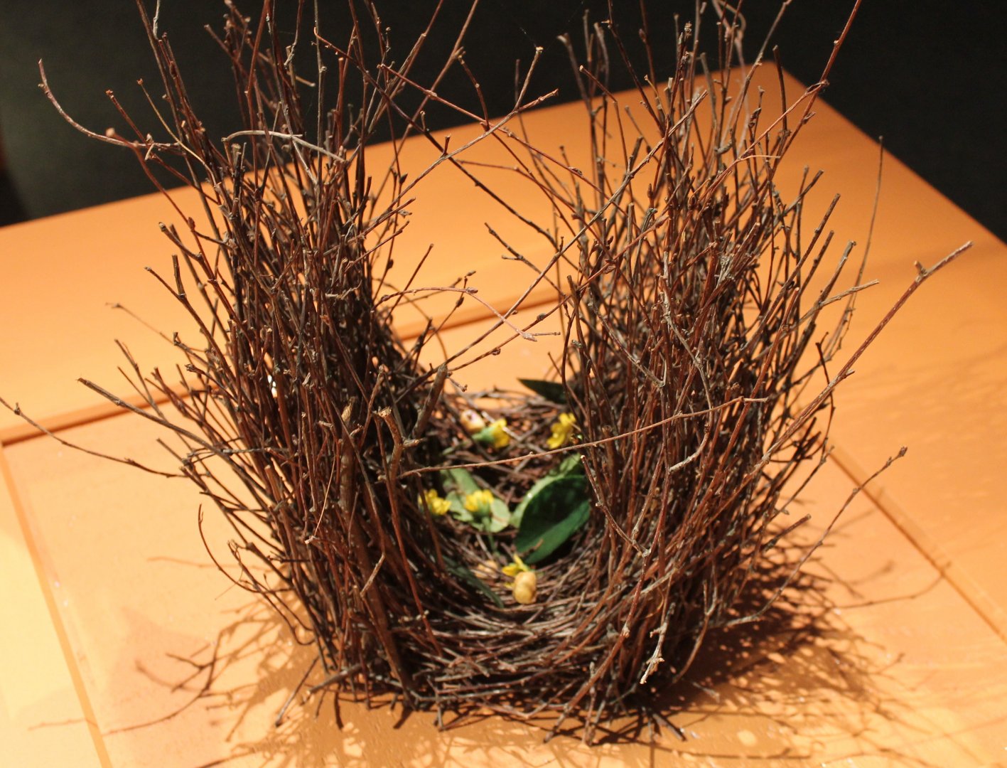 Bower Regent bowerbird