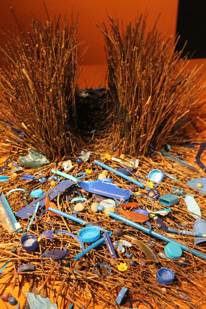 Bower Satin bowerbird