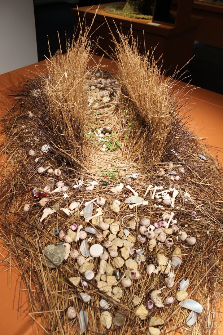 Bower Spotted bowerbird