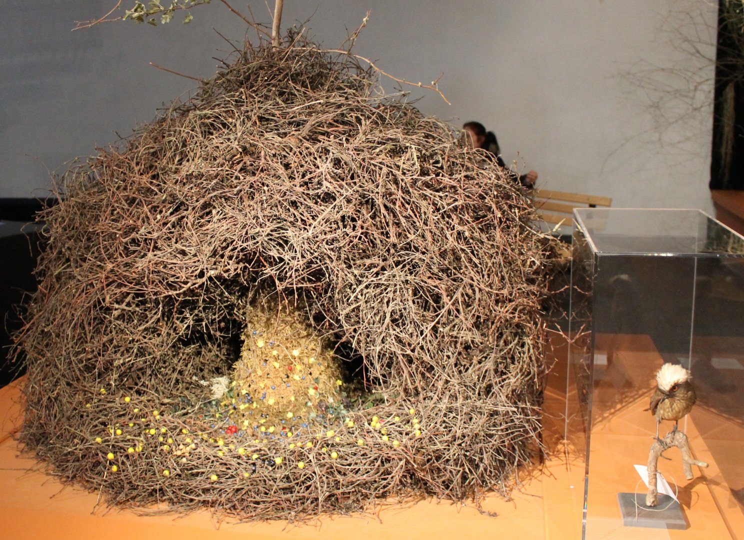 Bower Streaked bowerbird