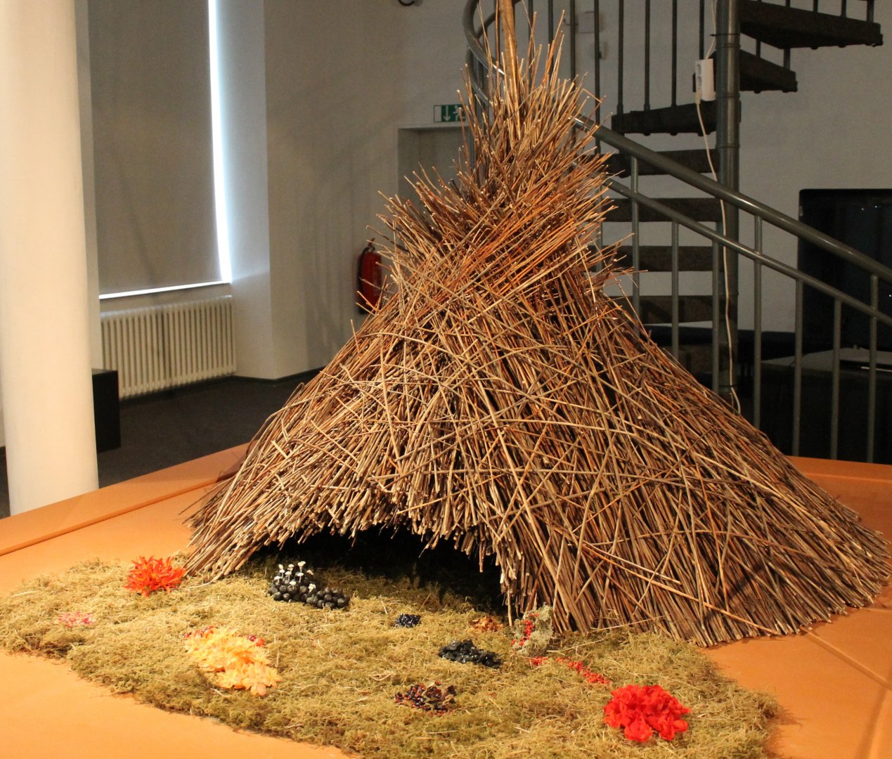 Bower Vogelkop bowerbird