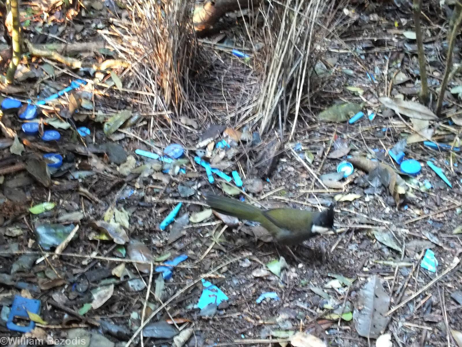 Bowerbird Imposter! (Eastern Whipbird) - Lamington National Park