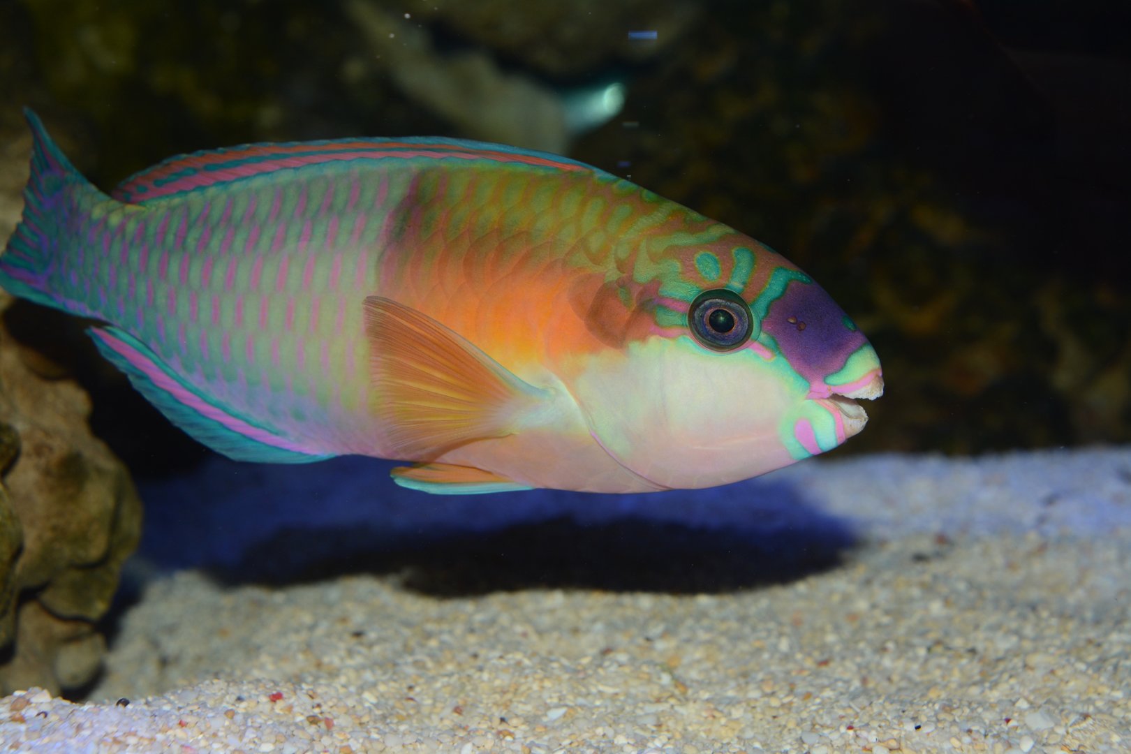 Bower's parrotfish (Chlorurus bowersi)