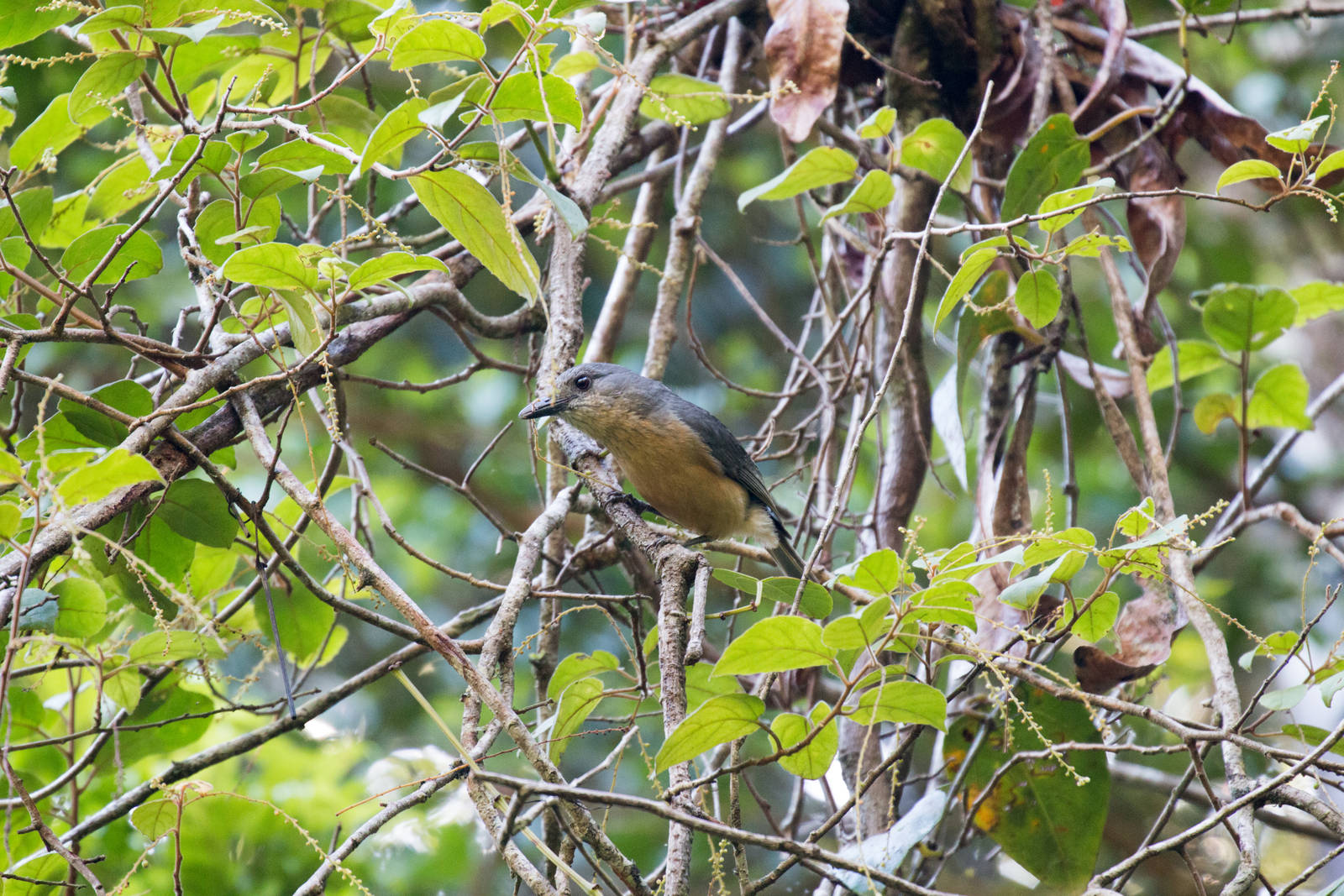 Bower's Shrike Thrush