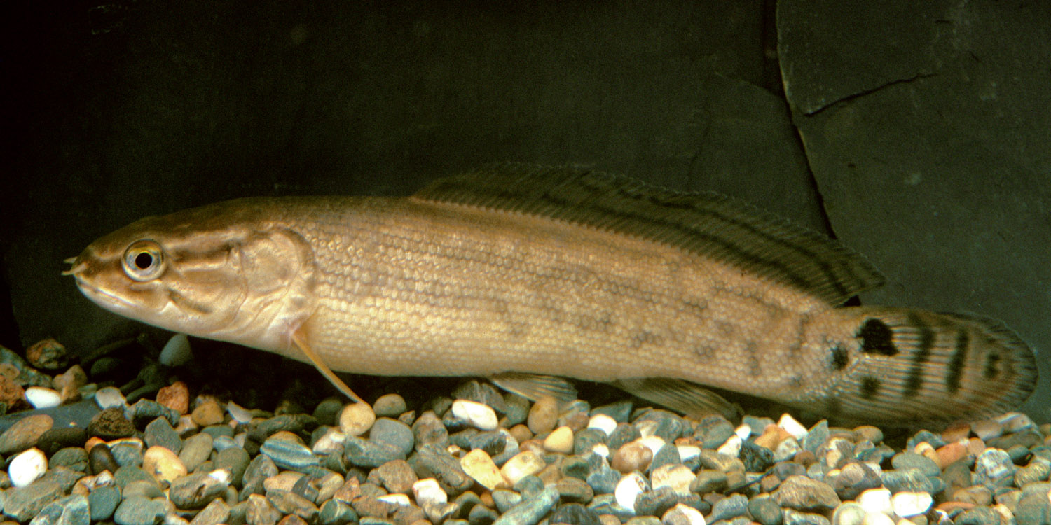 Bowfin 1996