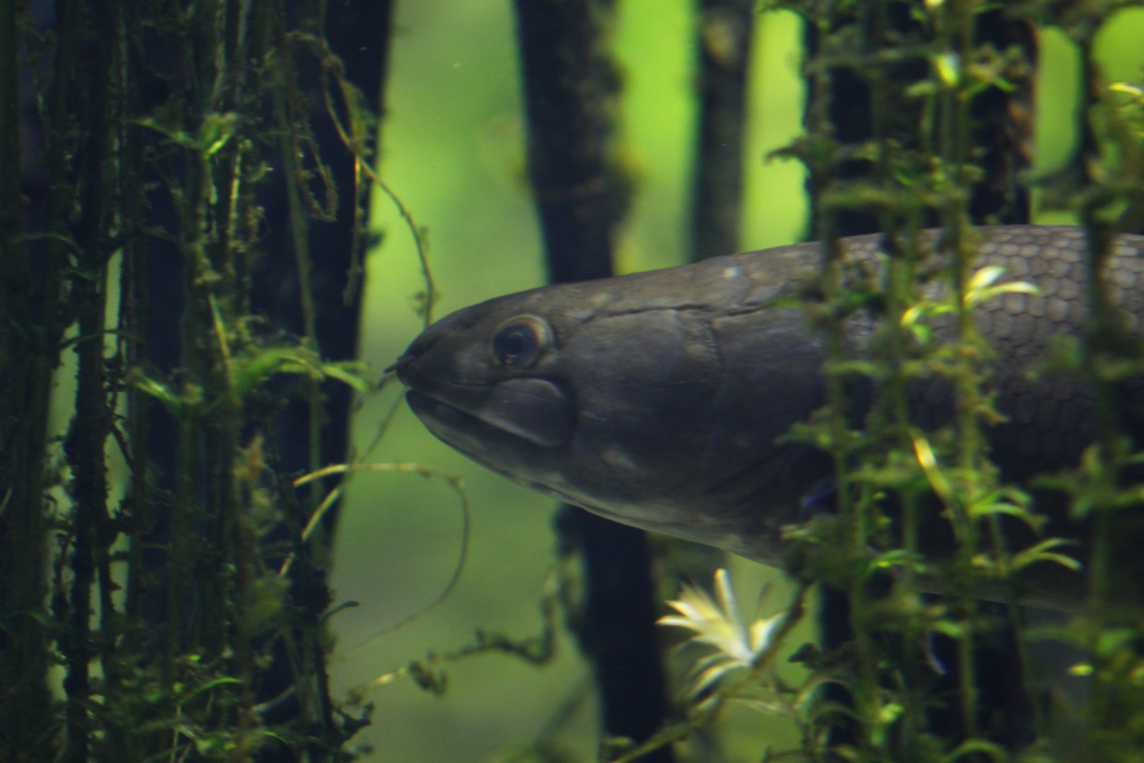 Bowfin (Amia calva)