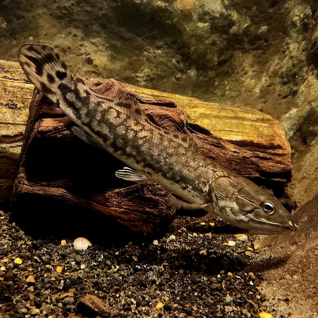 Bowfin (Amia calva)