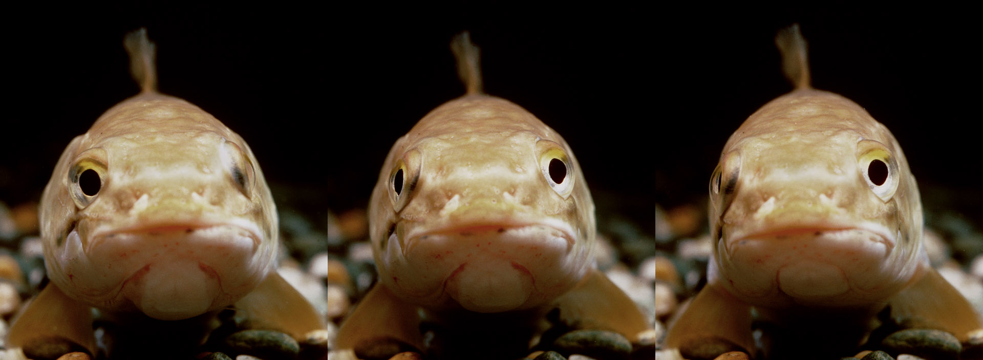 Bowfin triple image 1996