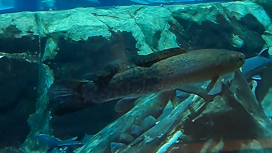 bowfin