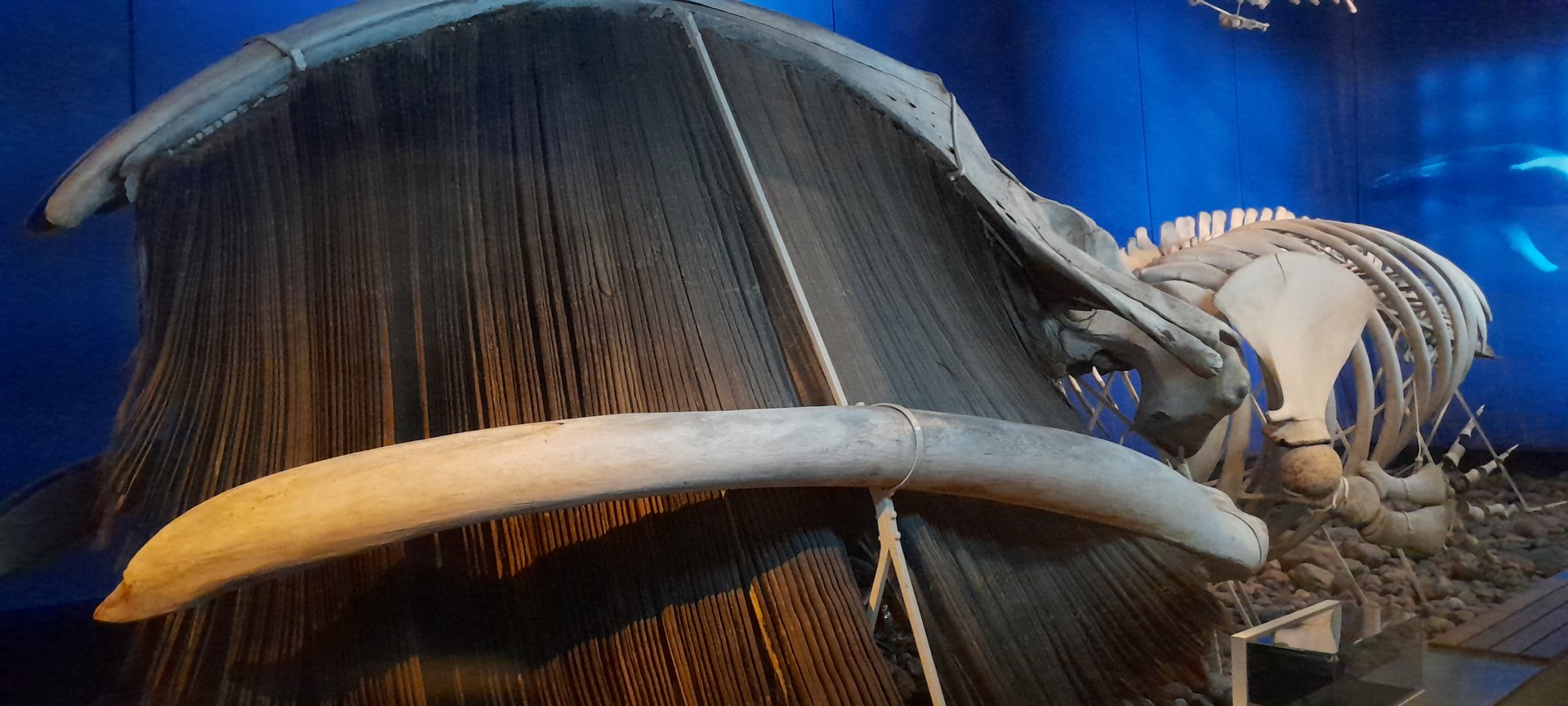 Bowhead whale skeleton