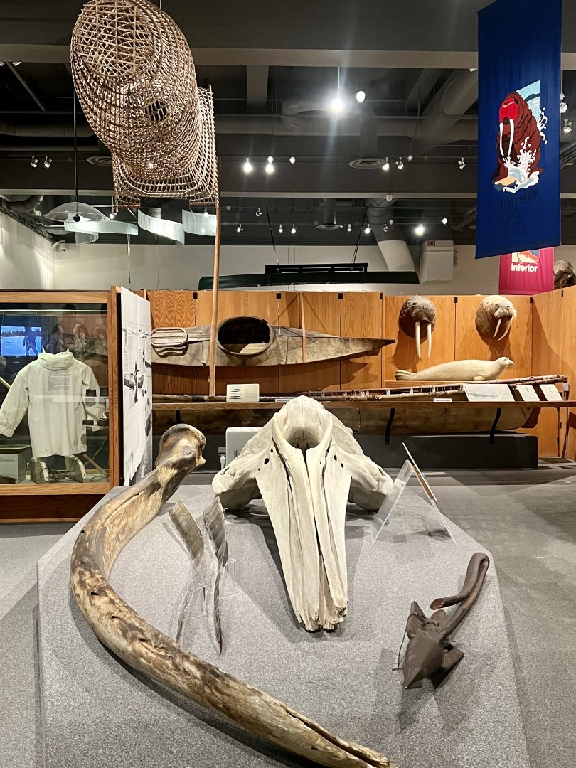 Bowhead Whale skull Arctic Alaska