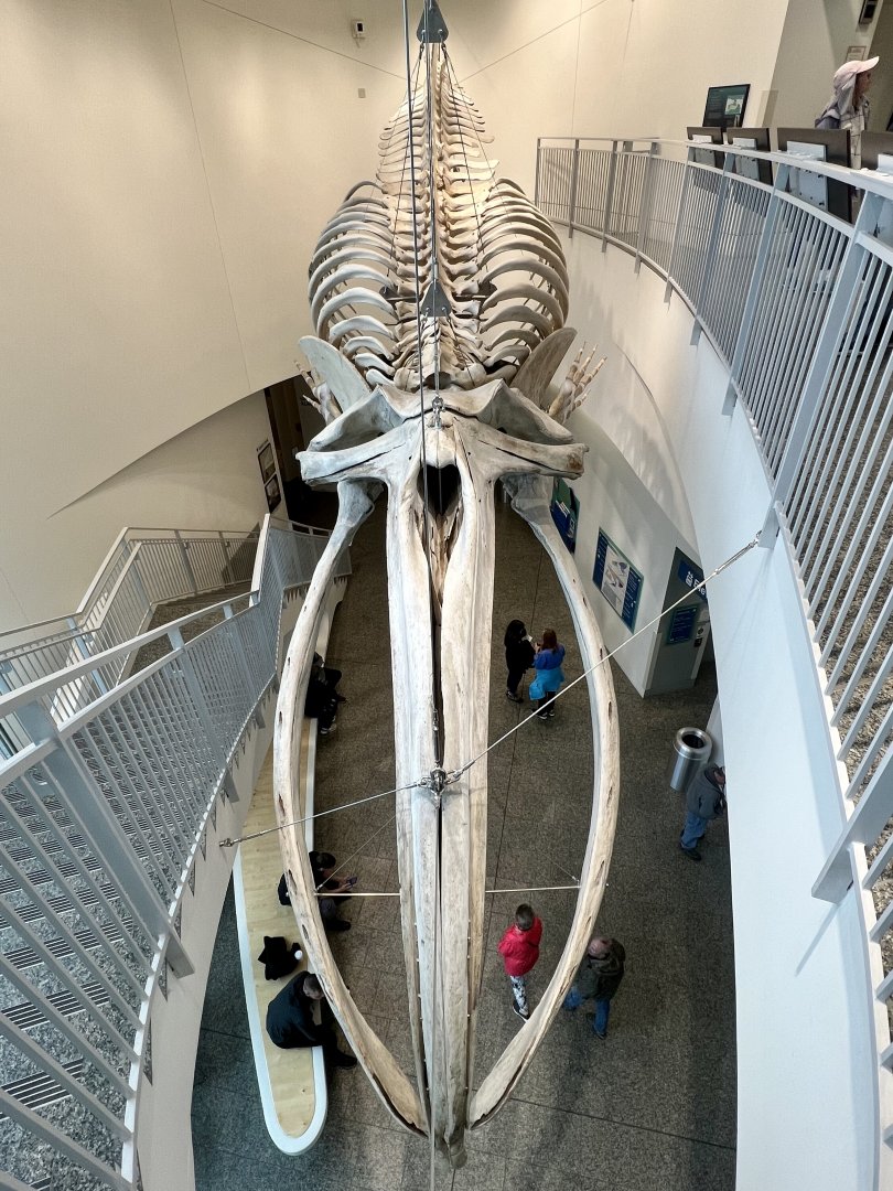 Bowhead Whale