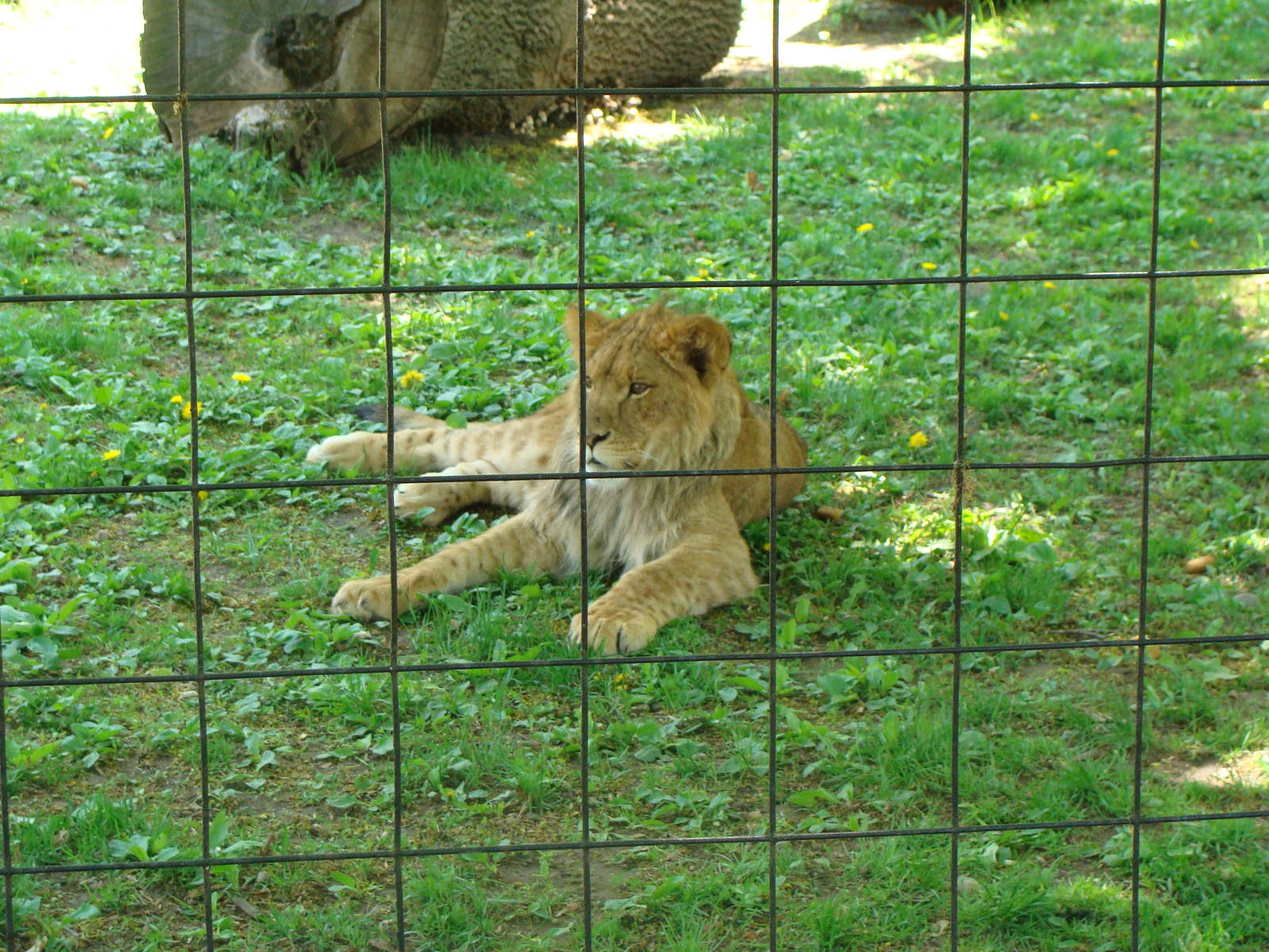 Bowmanville zoo-May 2015