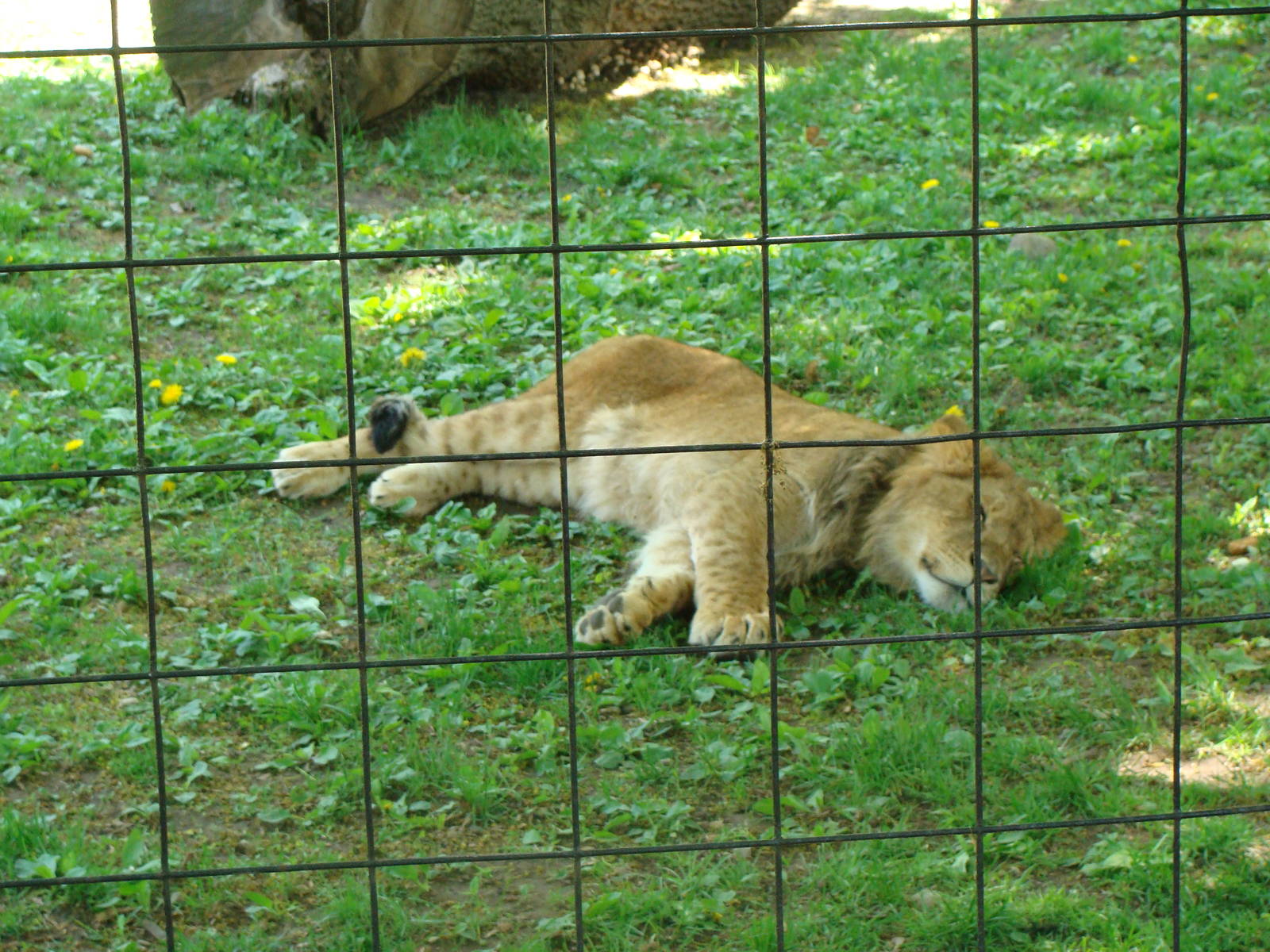 Bowmanville zoo-May 2015