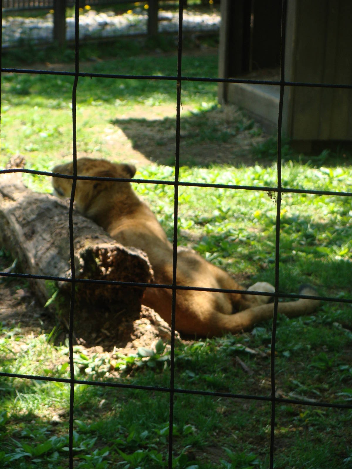 Bowmanville zoo-May 2015