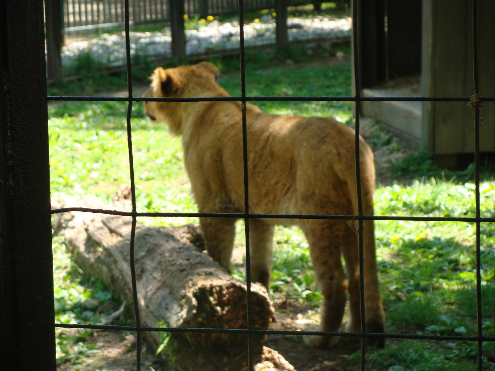 Bowmanville zoo-May 2015