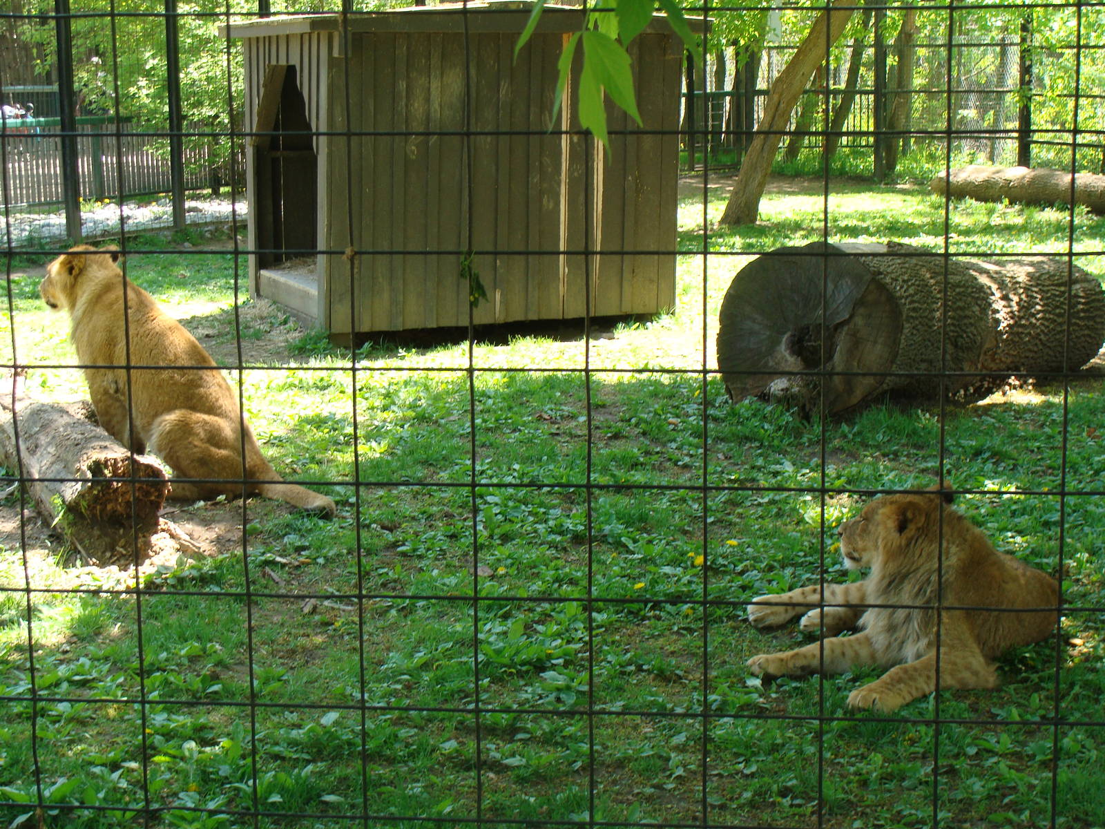 Bowmanville zoo-May 2015