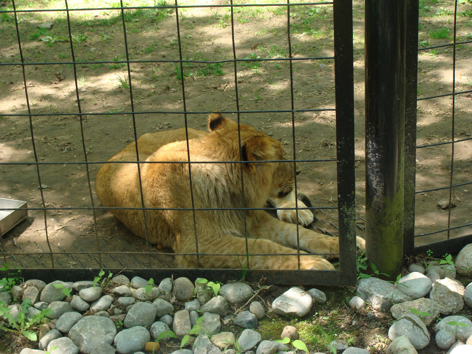 Bowmanville zoo-May 2015