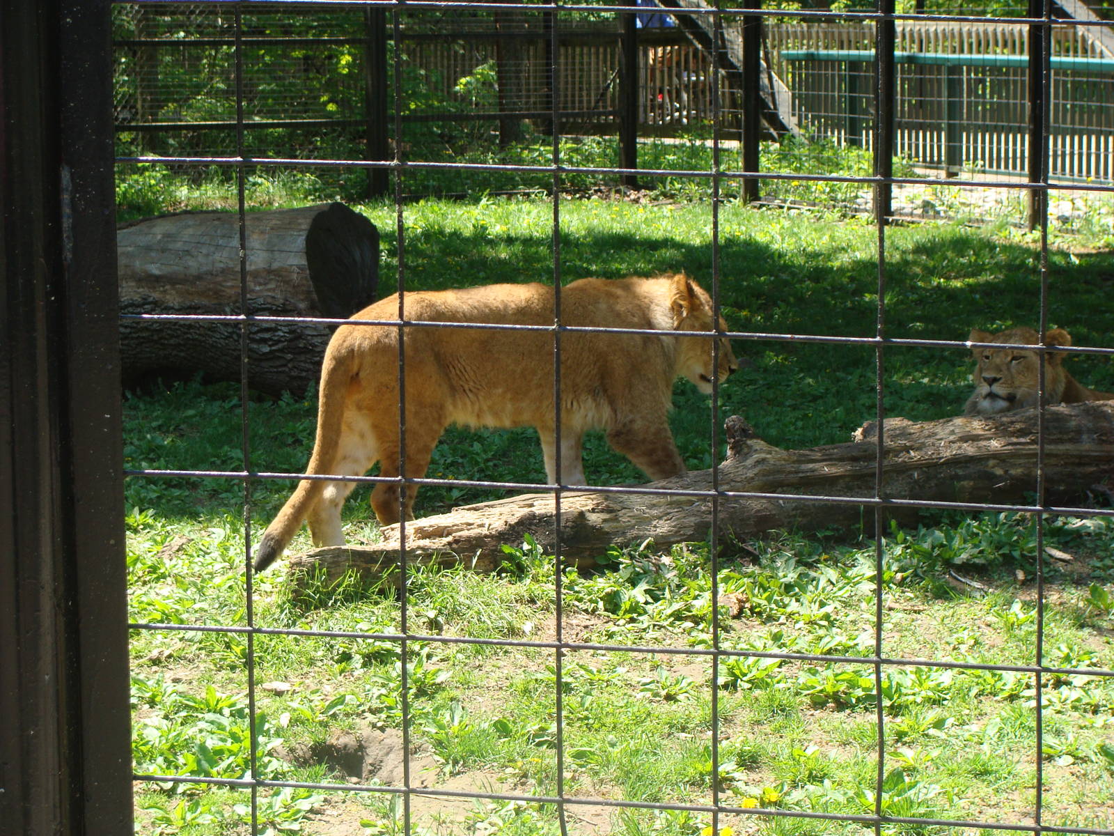 Bowmanville zoo-May 2015