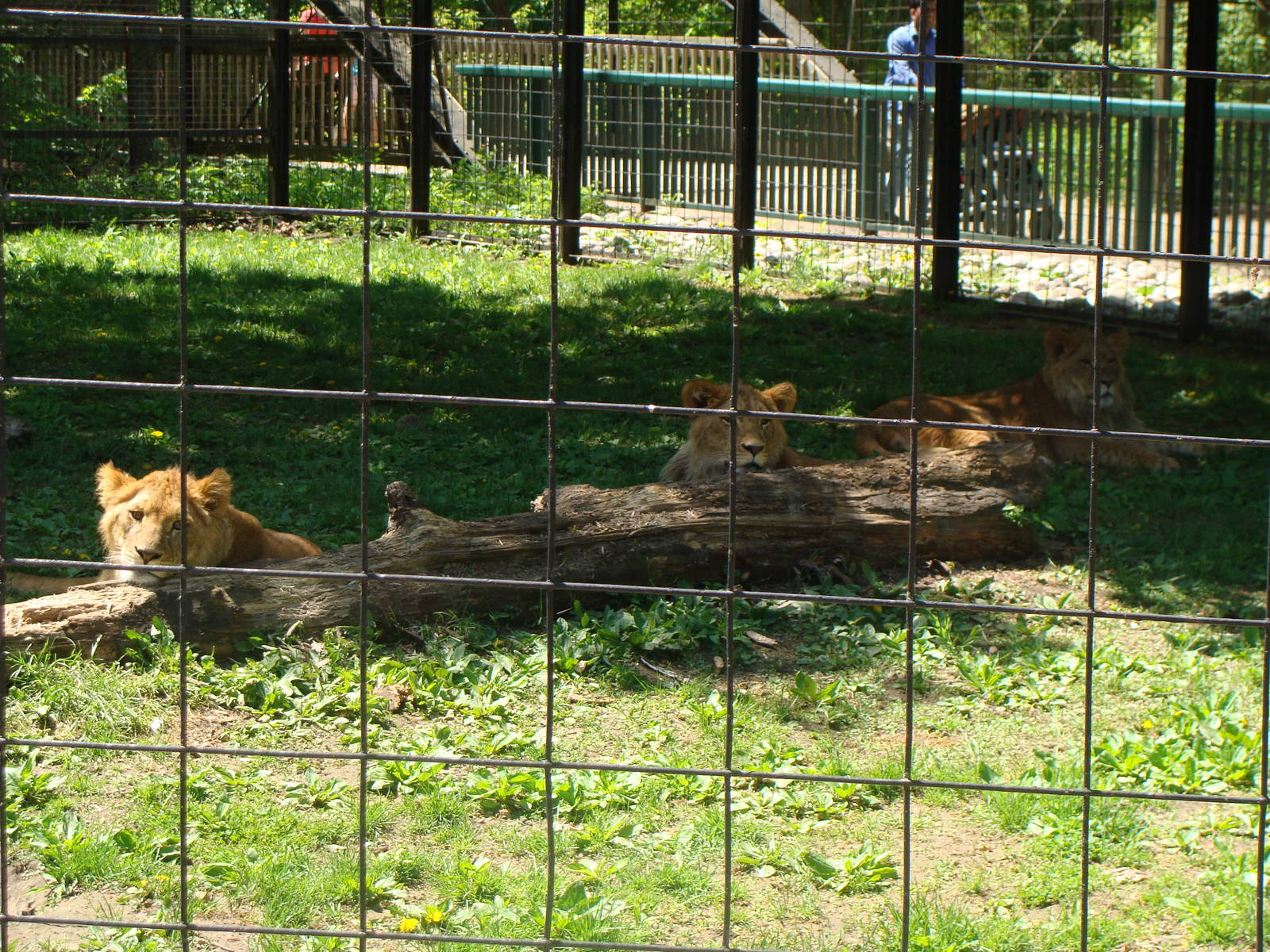 Bowmanville zoo-May 2015