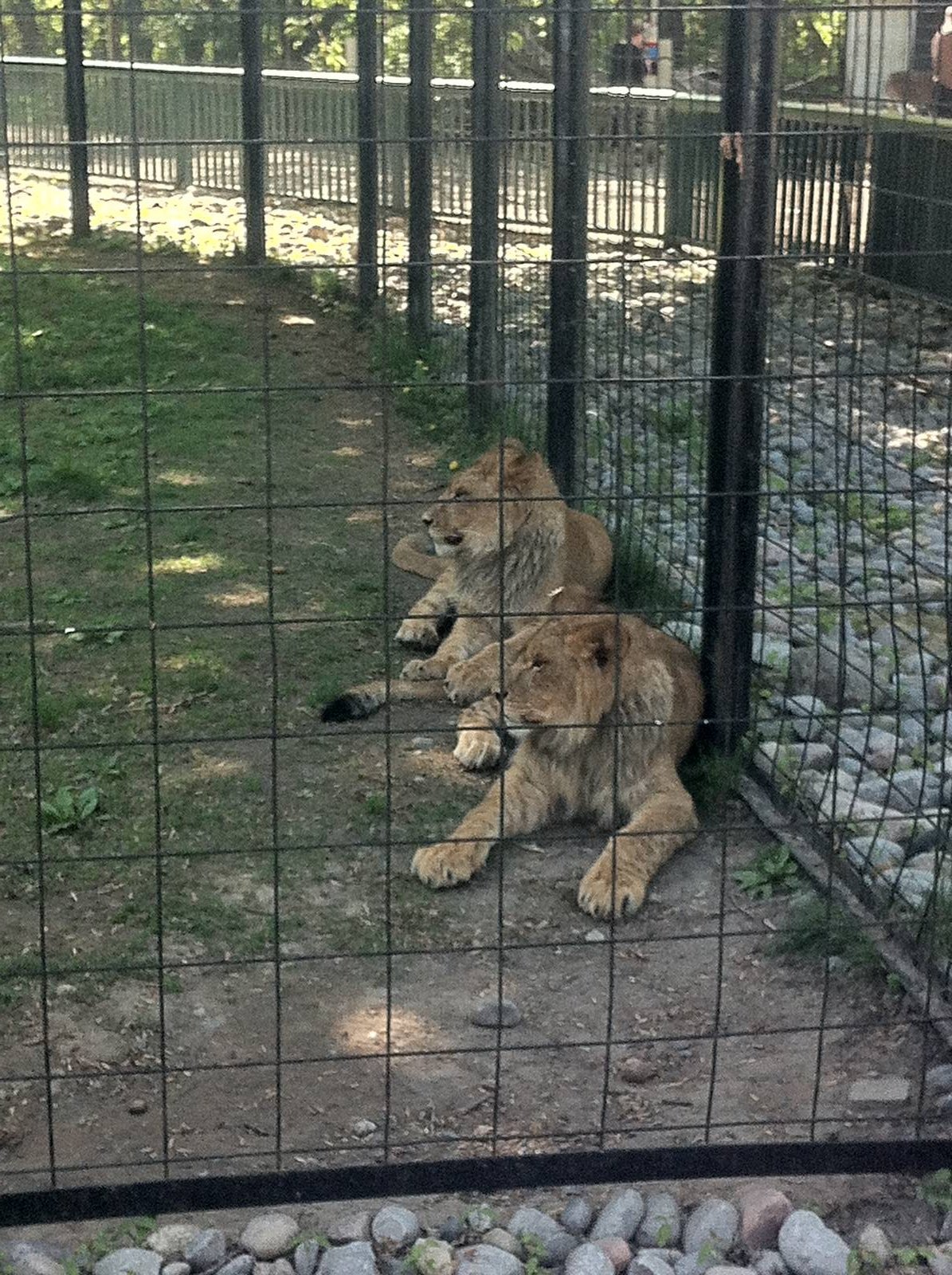 Bowmanville zoo-May 2015