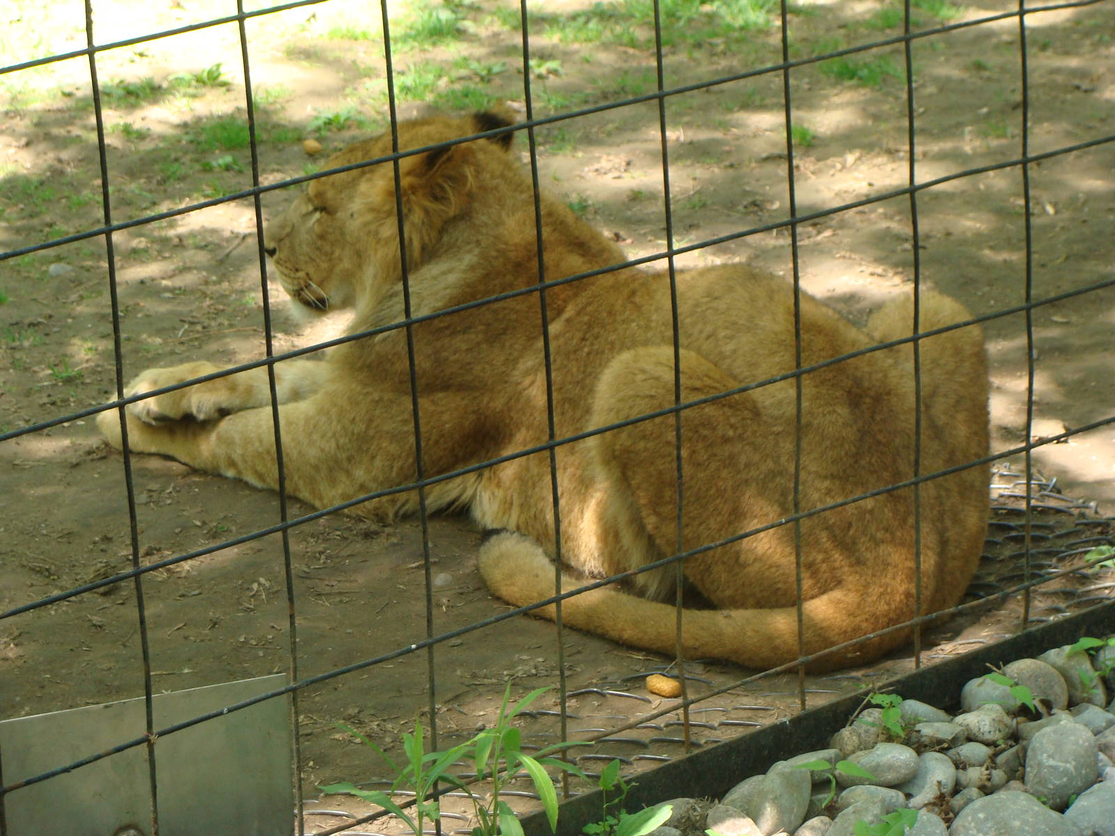 Bowmanville zoo-May 2015