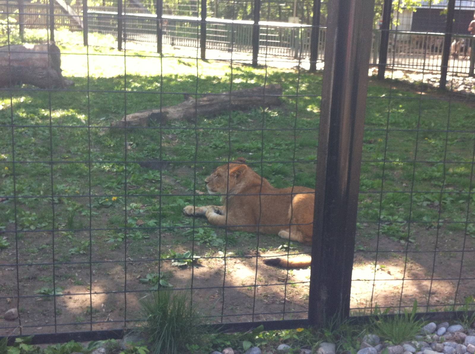 Bowmanville zoo-May 2015