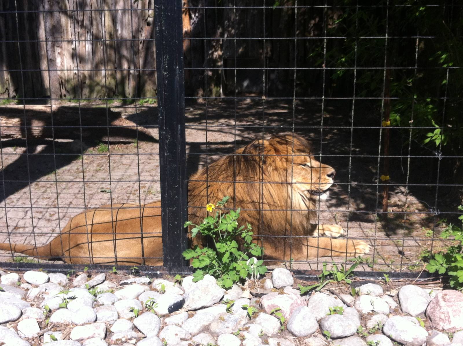 Bowmanville zoo-May 2015