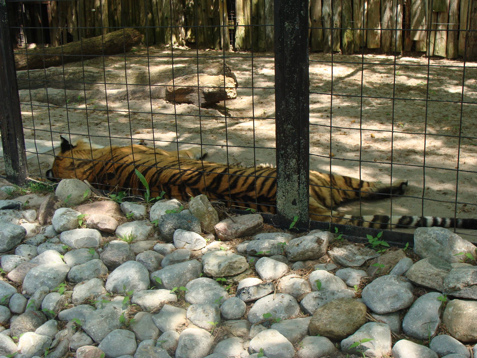 Bowmanville zoo-May 2015