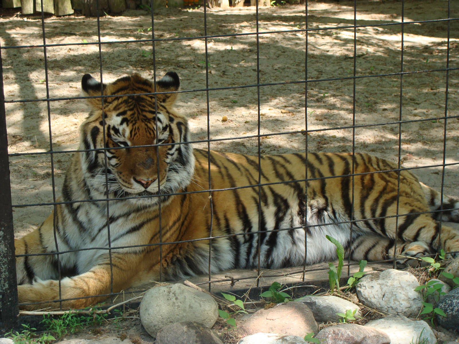 Bowmanville zoo-May 2015